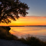 Guérande | À vos appareils pour le 2ᵉ concours photo autour de l’arbre
