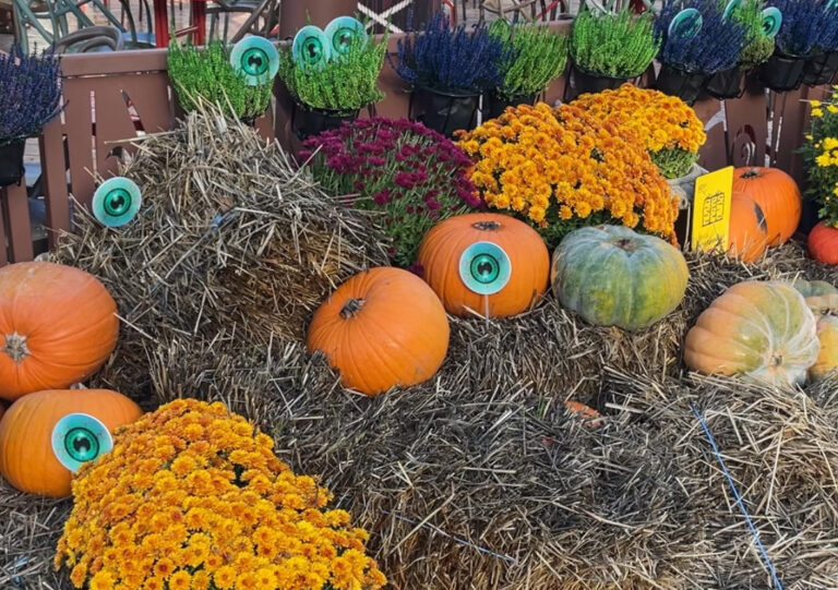 Halloween | Une fête qui risque d’être gâchée par les violences ?